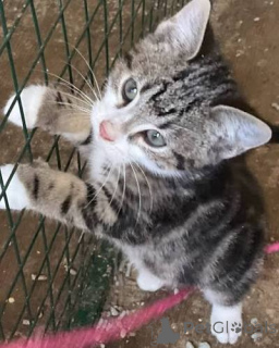Photo №3. 739 Kocięta rasy American Shorthair a été ajouté.. Pologne