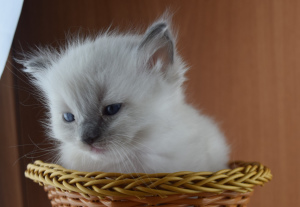 Photos supplémentaires: Chatons Ragdoll