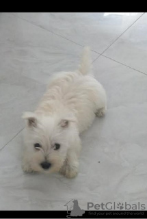 Photo №2 de l'annonce № 109990 de la vente west highland white terrier - acheter à Serbie éleveur