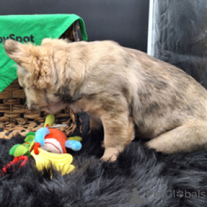 Photo №2 de l'annonce № 166536 de la vente bouledogue - acheter à Allemagne éleveur