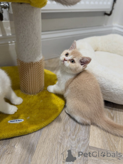 Photo №4. Je vais vendre british shorthair en ville de Helmond. éleveur - prix - négocié