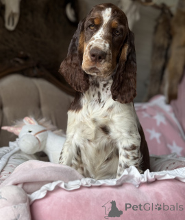 Photo №3. Femme Dog Springer Spaniel English. Pologne