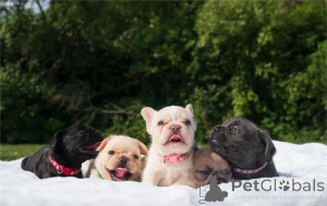 Photo №1. bouledogue - à vendre en ville de Füssen | 350€ | Annonce №154597