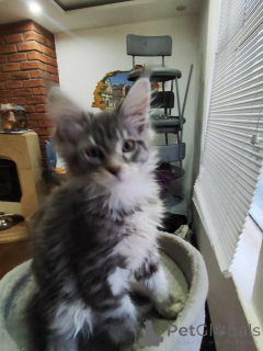 Photo №1. maine coon - à vendre en ville de Aarbergen | Gratuit | Annonce № 145306