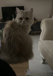 Photo №2 de l'annonce № 146201 de la vente persan - acheter à Georgia éleveur