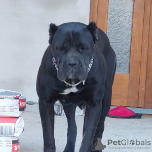 Photos supplémentaires: Chiots cane corso à vendre