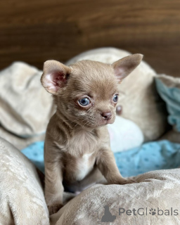 Photo №1. chihuahua - à vendre en ville de Brondby | négocié | Annonce №168257