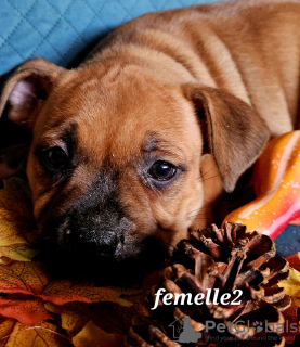 Photo №3. Staffies chiots. France