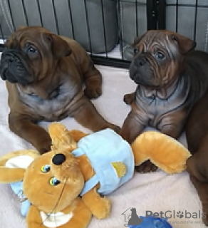 Photo №2 de l'annonce № 21306 de la vente  - acheter à Estonie éleveur