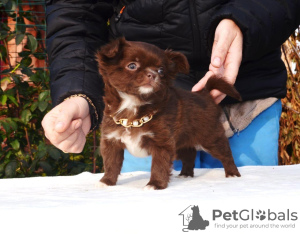 Photo №3. Chocolat fille Chihuahua.. Fédération de Russie