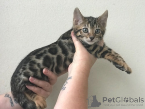 Photo №3. Chatons Bengal testés disponibles maintenant pour vous. Pays Bas