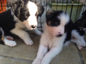 Photo №4. Je vais vendre border collie en ville de Griffe.  - prix - 500€
