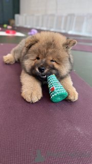 Photo №3. Hivers magnifiques chiots Chowski. USA