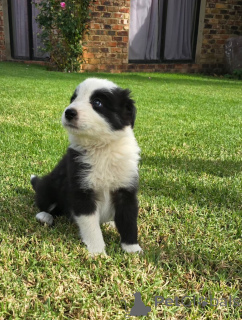 Photo №1. border collie - à vendre en ville de Badenheim | négocié | Annonce №167559