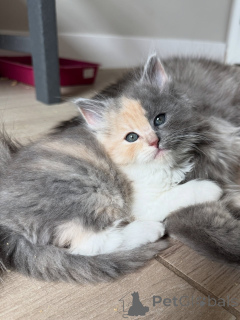 Photo №1. sibérien - à vendre en ville de Berlin | négocié | Annonce № 154914