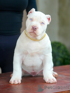 Photo №1. american pit bull terrier - à vendre en ville de Ansubrg | négocié | Annonce №159137