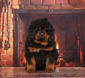 Photo №2 de l'annonce № 97670 de la vente chien bâtard - acheter à Fédération de Russie 