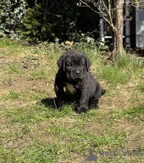 Photo №3. DRINGEND!! Reinrassige Cane Corso Champion-Welpen. Allemagne