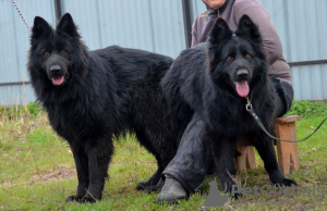 Photos supplémentaires: Chiot berger allemand, garçon aux cheveux longs noir, Champion du Monde