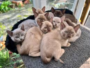 Photo №1. burmese - à vendre en ville de Anvers | 500€ | Annonce № 172700
