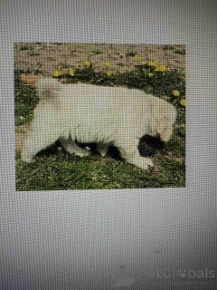 Photo №4. Je vais vendre golden retriever en ville de Belgrade.  - prix - négocié