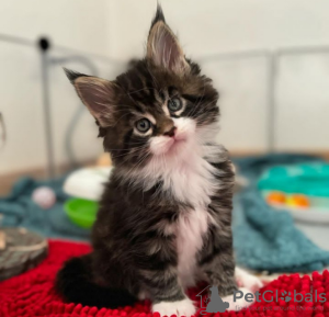 Photos supplémentaires: De mignons et adorables chatons Maine coon en bonne santé sont maintenant