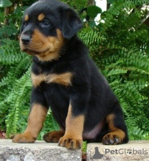 Photo №1. rottweiler - à vendre en ville de Galaali | négocié | Annonce №170513