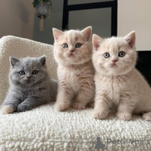 Photo №1. british shorthair - à vendre en ville de Гриндельвальд | Gratuit | Annonce № 129221