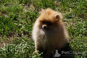 Photo №4. Je vais vendre spitz nain en ville de Москва. annonce privée - prix - 370€