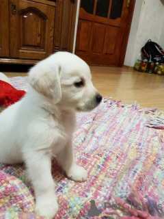 Photo №4. Je vais vendre labrador retriever en ville de Khmelnitsky. annonce privée - prix - 425€