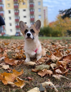 Photo №2 de l'annonce № 27197 de la vente  - acheter à Pologne annonce privée