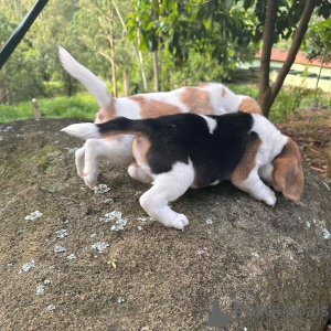 Photo №4. Je vais vendre beagle en ville de Berlin. annonce privée - prix - 360€