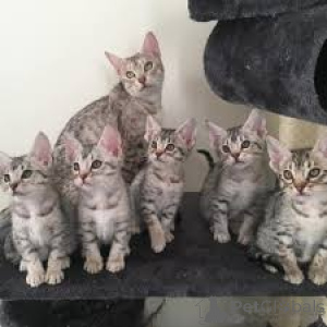 Photo №1. ocicat - à vendre en ville de Anvers | 500€ | Annonce № 164261