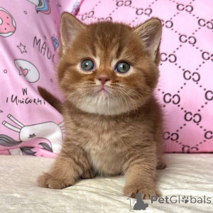 Photo №1. british shorthair - à vendre en ville de Augustusburg | négocié | Annonce № 160391