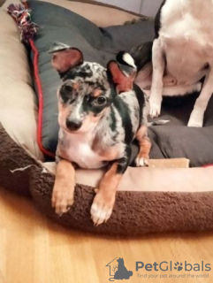 Photo №2 de l'annonce № 130140 de la vente chow-chow - acheter à Allemagne annonce privée