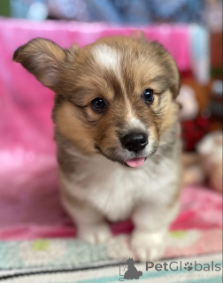 Photo №3. Chiots Pembroke Welsh Corgi mâles et femelles. Malaisie