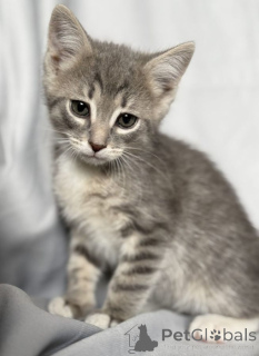 Photo №2 de l'annonce № 142152 de la vente  - acheter à Fédération de Russie 