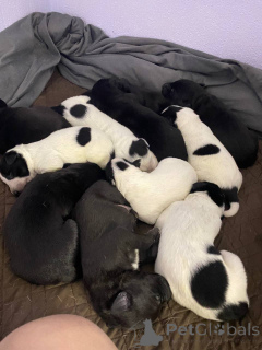 Photo №2 de l'annonce № 134782 de la vente american pit bull terrier - acheter à Kirghizistan annonce privée