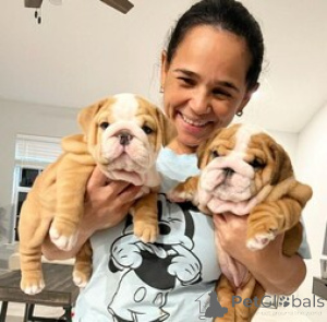 Photo №1. bulldog anglais - à vendre en ville de Balta | 500€ | Annonce №172671