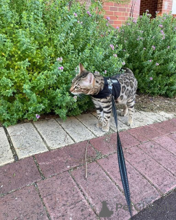 Photo №1. bengal - à vendre en ville de Vernier | 750€ | Annonce № 152727