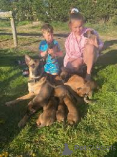 Photo №3. Chiots Malinois Belges à vendre. Belgique