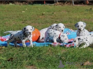 Photo №1. dalmatien - à vendre en ville de Hagen | 350€ | Annonce №147584
