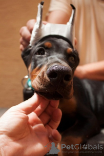 Photos supplémentaires: Chiots Dobermann