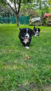 Photo №3. Chiots de berger australien disponibles pour adoption. USA