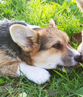 Photo №2 de l'annonce № 126291 de la vente welsh corgi - acheter à Serbie éleveur