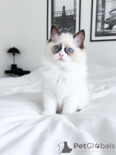 Photo №2 de l'annonce № 176622 de la vente ragdoll - acheter à Australie annonce privée