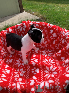 Photo №2 de l'annonce № 172957 de la vente terrier de boston - acheter à Belgique annonce privée, éleveur