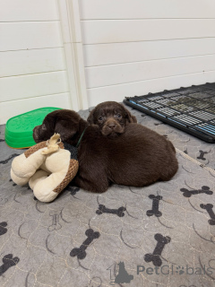 Photo №3. Adorables chiots Labrador Retriever jaunes prêts à rentrer chez eux pour. Allemagne