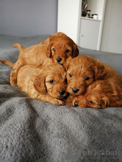 Photo №3. Beaux chiots Cavapoo Pour adoption gratuite. Allemagne