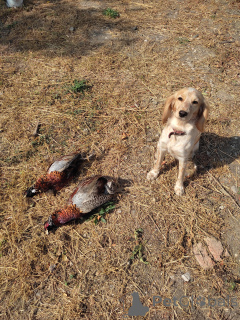 Photo №2 de l'annonce № 146006 de la vente épagneul russe - acheter à Ukraine éleveur